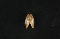 藏品(河殼菜蛤(沼蛤))的圖片